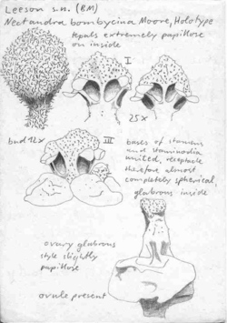 Vorschaubild Nectandra bombycina S. Moore